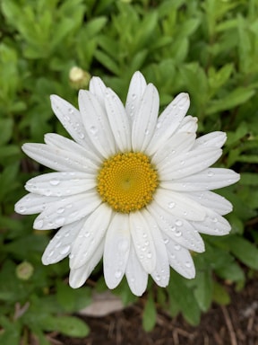 A single white daisy flower with a bright yellow center is adorned with water droplets. The flower stands out against a background of lush green leaves.
