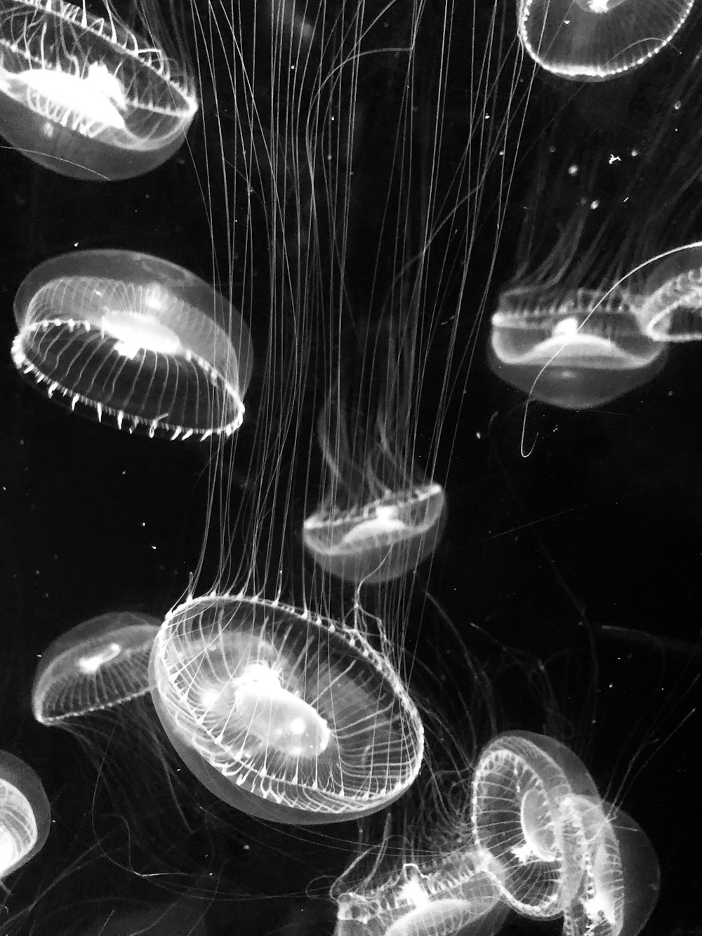 white jellyfish in water in grayscale photography