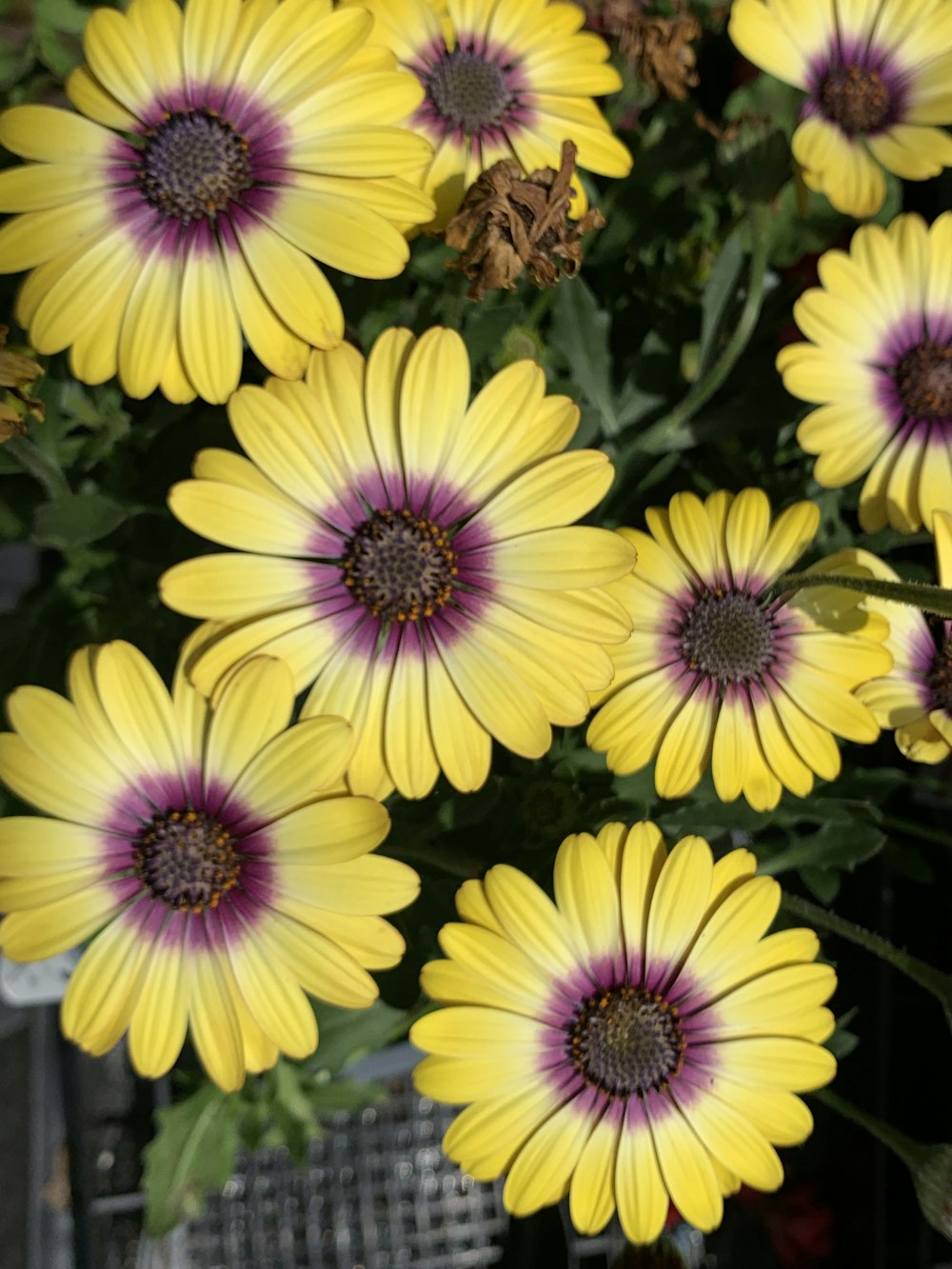 purple and yellow flowers in close up photography