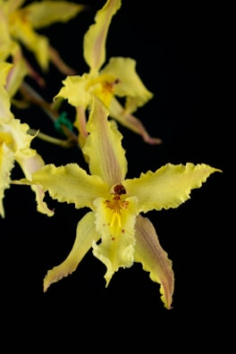 Bright yellow orchid with a striking red center in full bloom.