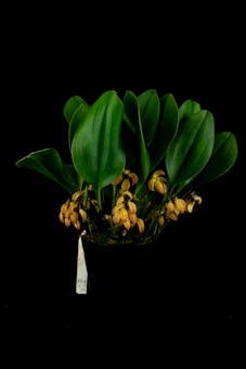 A potted plant with large, glossy green leaves and clusters of small, yellow and brown speckled flowers. The plant sits against a solid black background, highlighting its vibrant colors and intricate patterns. A tag is attached to the pot, possibly for identification.