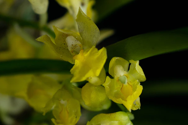 An elegant yellow Cattleya orchid with ruffled petals showcased against a dark green background.
