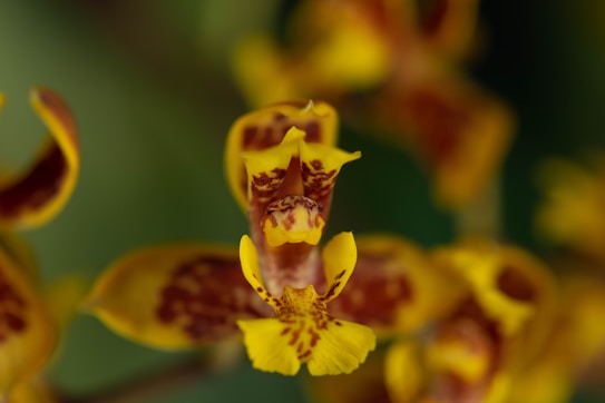 A close-up of a vibrant yellow and brown orchid with intricate petal patterns. The focus is on the central part of the flower, displaying a mix of smooth and speckled textures, with a blurred green background that enhances the flower's colors.