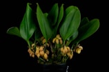 A vibrant plant with large green leaves and clusters of small, speckled flowers. The flowers are yellow with red spots and are nestled between the thick leaves. The dark background emphasizes the plant's vivid colors and lush foliage.