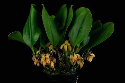 A vibrant plant with large green leaves and clusters of small, speckled flowers. The flowers are yellow with red spots and are nestled between the thick leaves. The dark background emphasizes the plant's vivid colors and lush foliage.