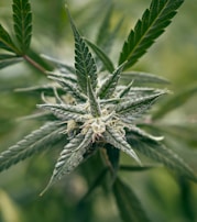 Close-up of a cannabis flower showcasing its trichomes.