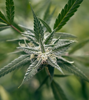 Close-up of a cannabis plant, showcasing dense clusters of narrow leaves and flowering buds covered in trichomes. The background is softly blurred to emphasize the plant.