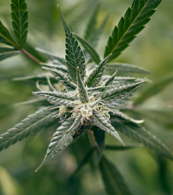 Macro shot emphasizing the dense resin glands on Blue Mango BX1 flowers.