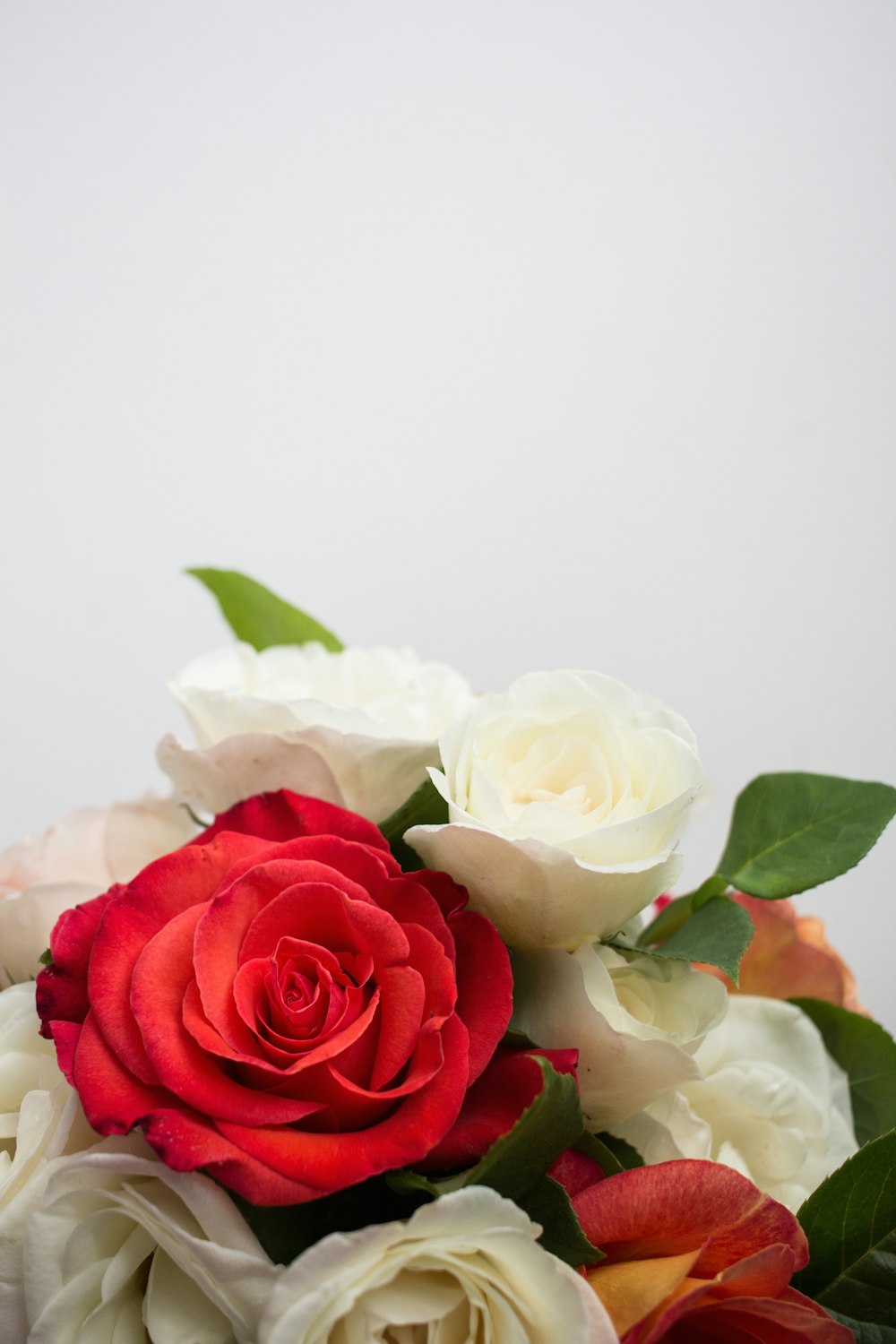 white and pink roses in bloom