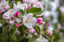 white and pink flower in tilt shift lens