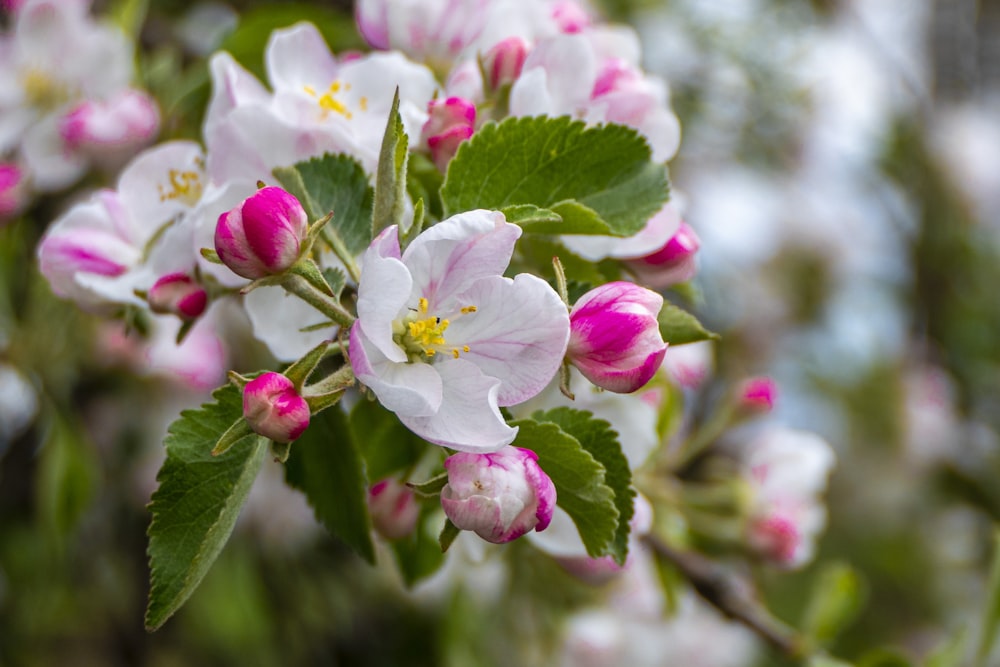 white and pink flower in tilt shift lens