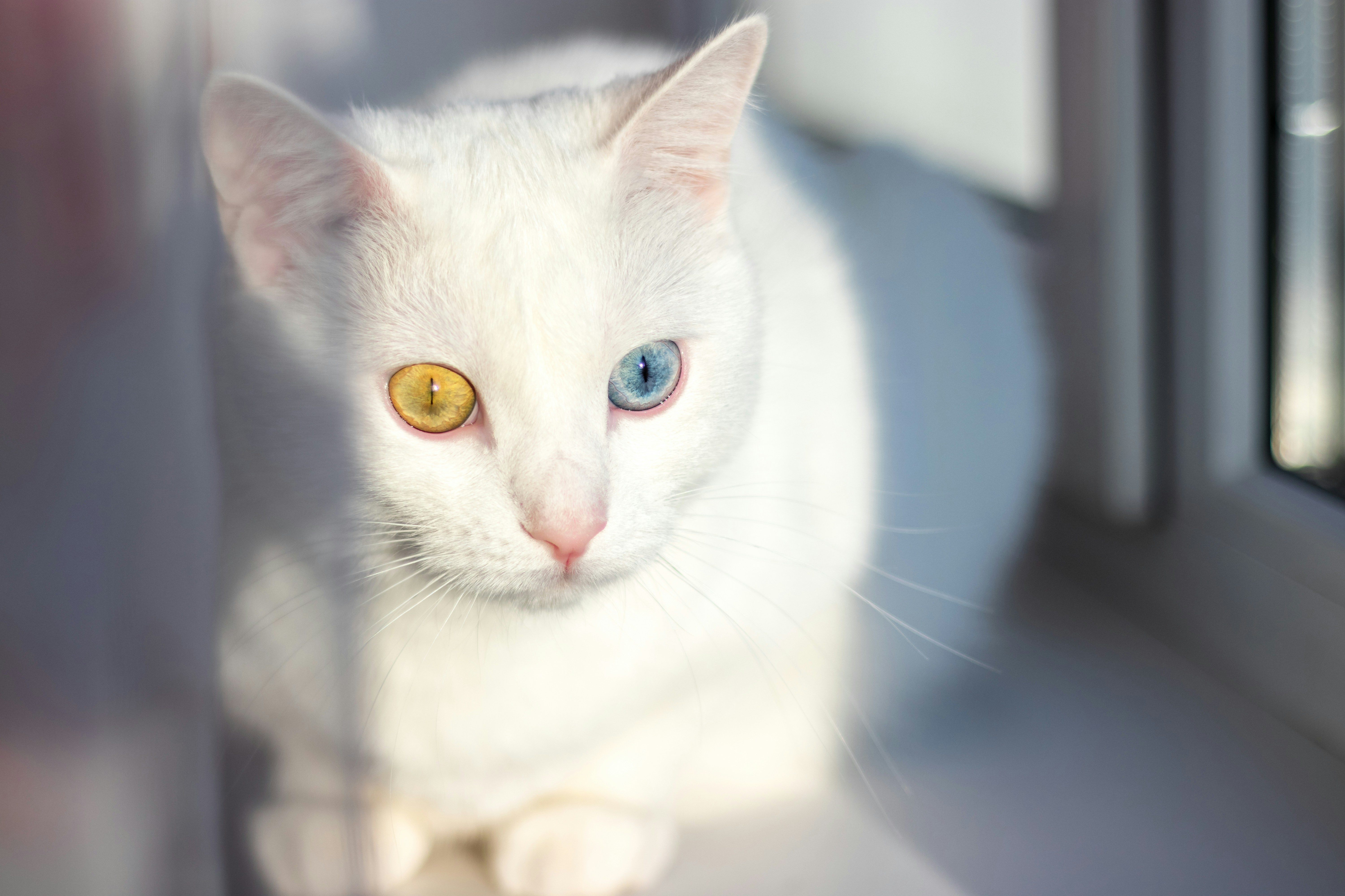Mata kucing dengan heterochromia