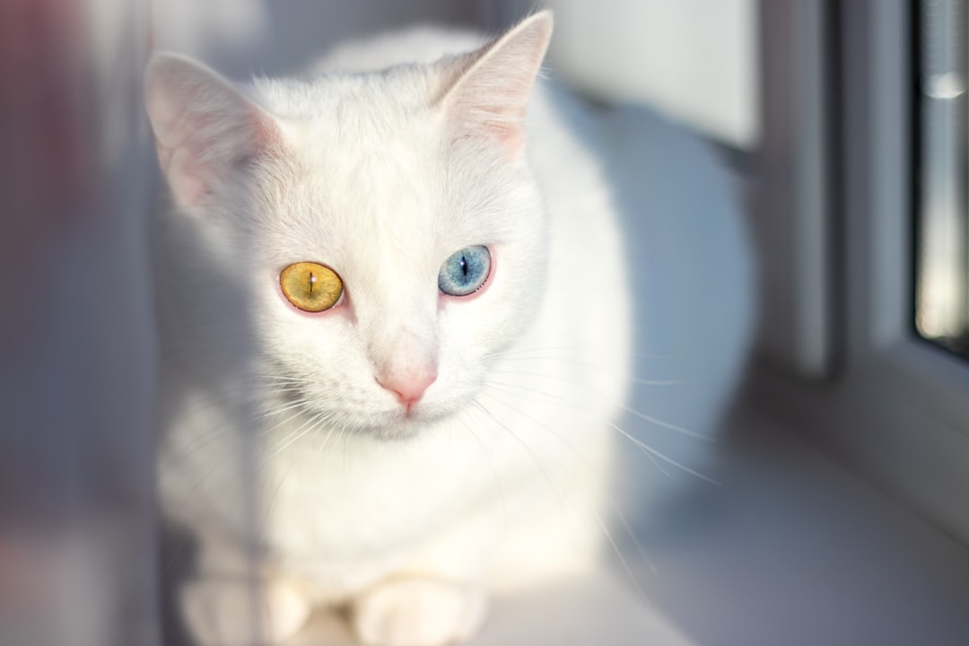 white cat with yellow eyes