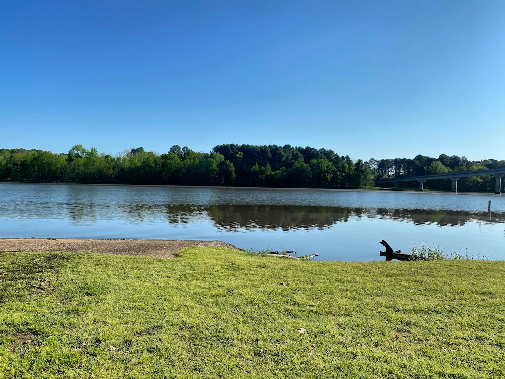 green grass field near lake under blue sky during daytime