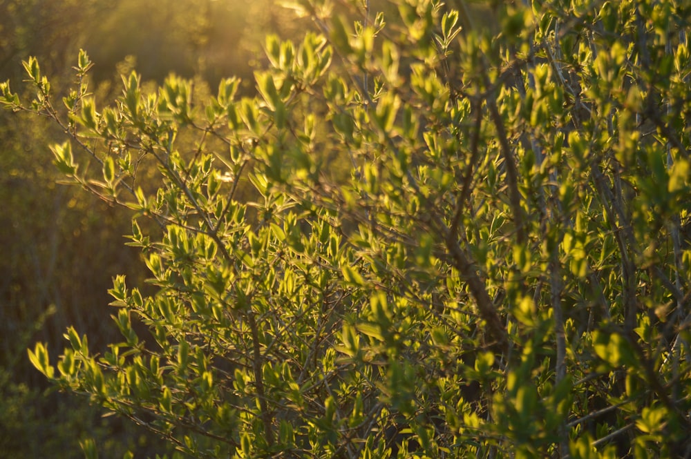 green plant in close up photography