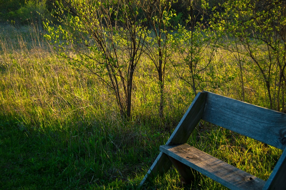 brown wooden bench on green grass field