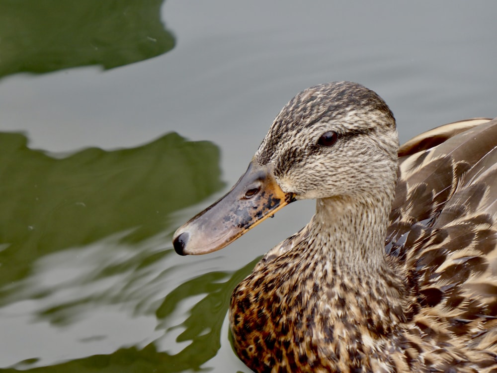 brown duck on water during daytime