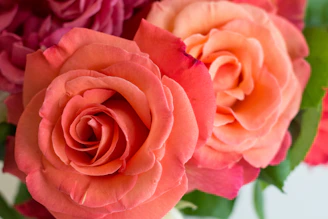 Close-up of vibrant roses in various shades of red and pink