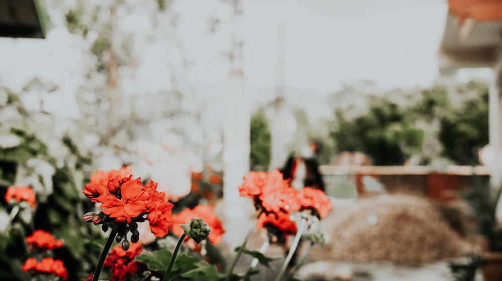 red flowers in tilt shift lens