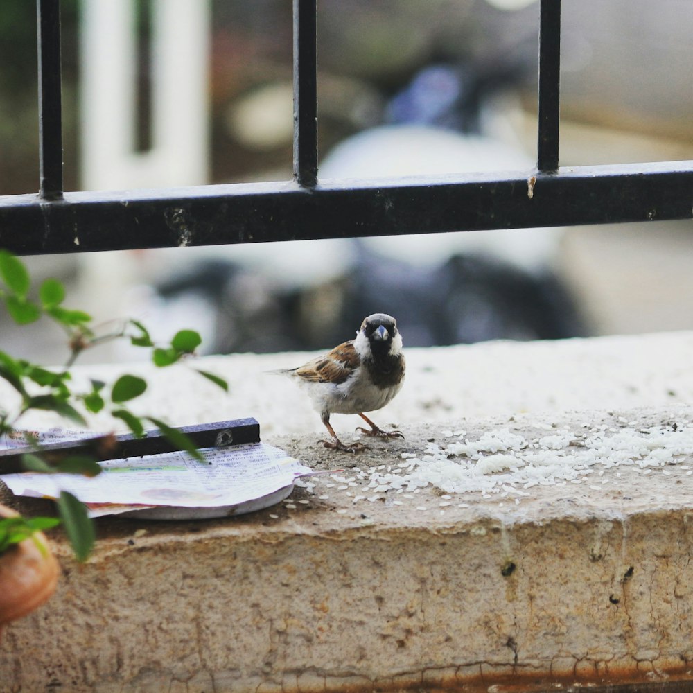 brown and white bird on brown wooden fence during daytime