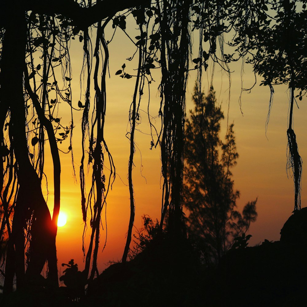 silhouette of trees during sunset