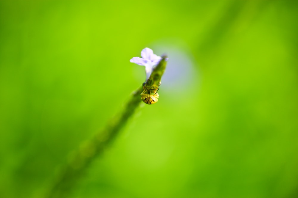 white flower on green stem