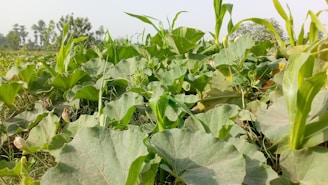 A vibrant field showcasing various temporary crop plants.