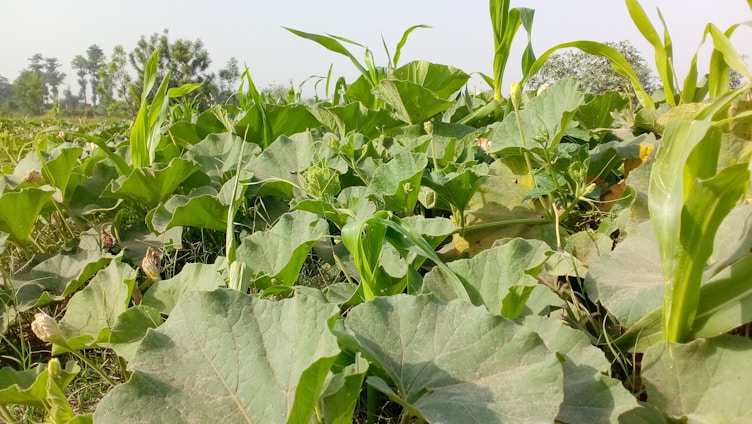 A vibrant field showcasing various temporary crop plants.