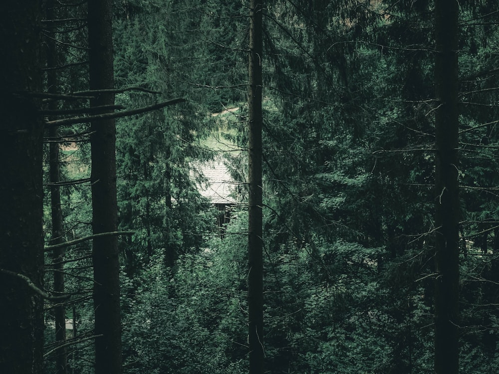 arbres verts dans la forêt pendant la journée