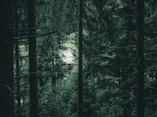 green trees in forest during daytime in Charleston Lake Provincial Park Canada