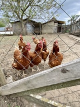 A group of brown hens with red combs stand closely together behind a wire mesh fence. They are on dirt ground within a fenced outdoor enclosure. In the background, there are rustic wooden structures and a tree with some foliage.