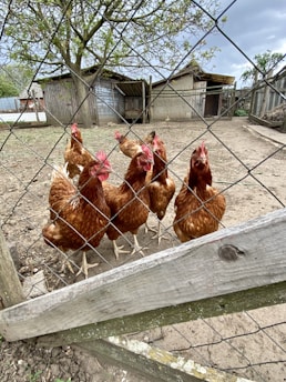 A group of brown hens with red combs stand closely together behind a wire mesh fence. They are on dirt ground within a fenced outdoor enclosure. In the background, there are rustic wooden structures and a tree with some foliage.