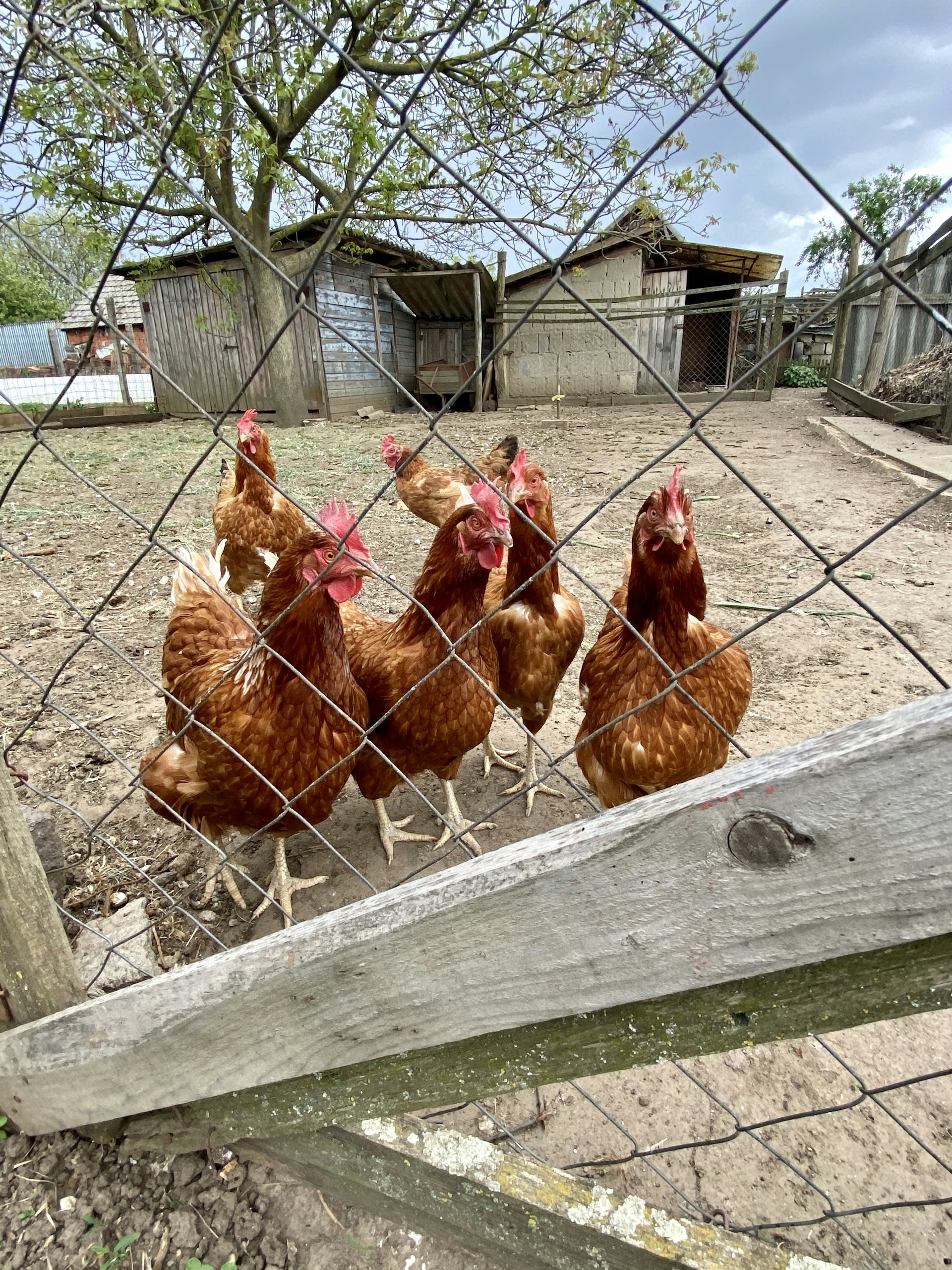 woman wearing yellow long-sleeved dress under white clouds and blue sky during daytime