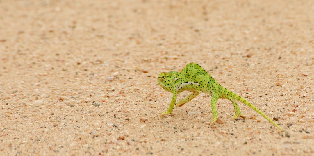 green and brown chameleon on brown sand during daytime