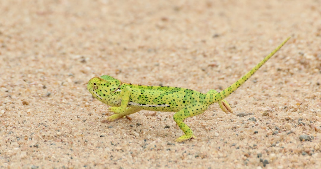 green chameleon on brown sand during daytime