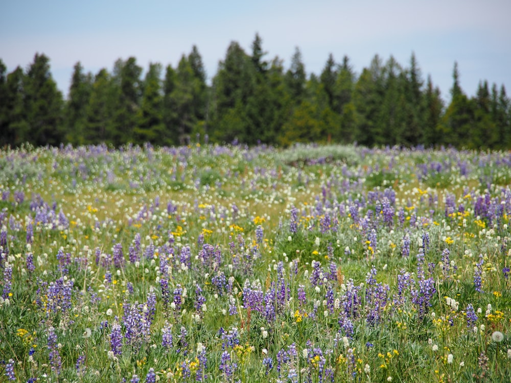 purple flower field during daytime