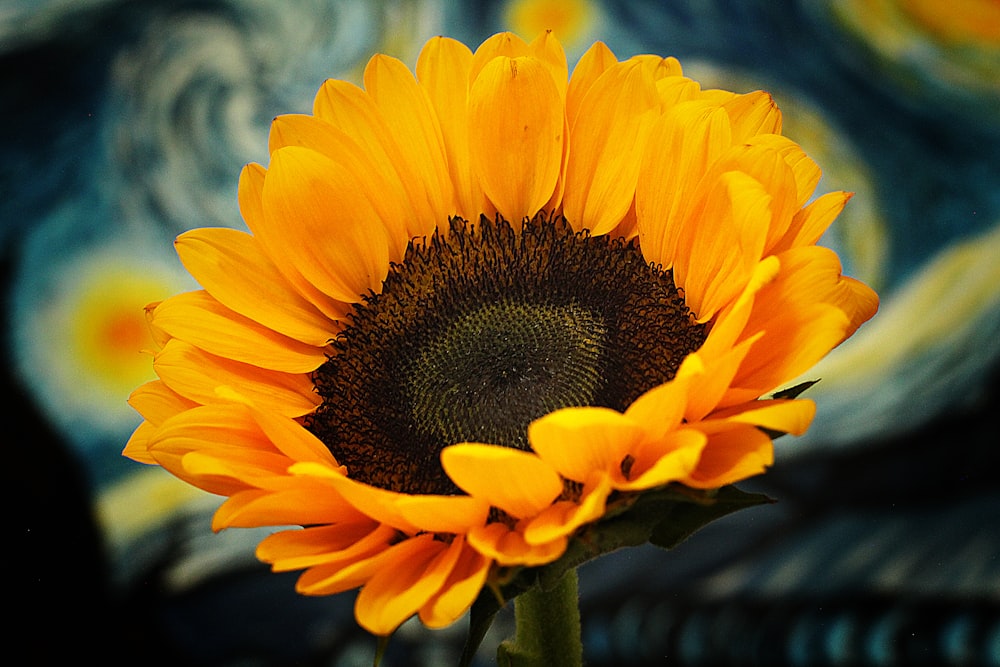 yellow sunflower in close up photography