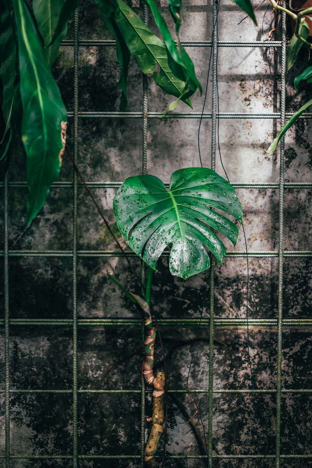 green leaf plant on black metal fence