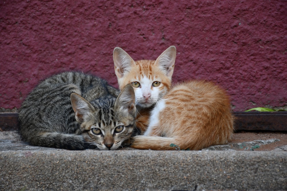 orangefarbene Tabby-Katze liegt auf grauem Betonboden