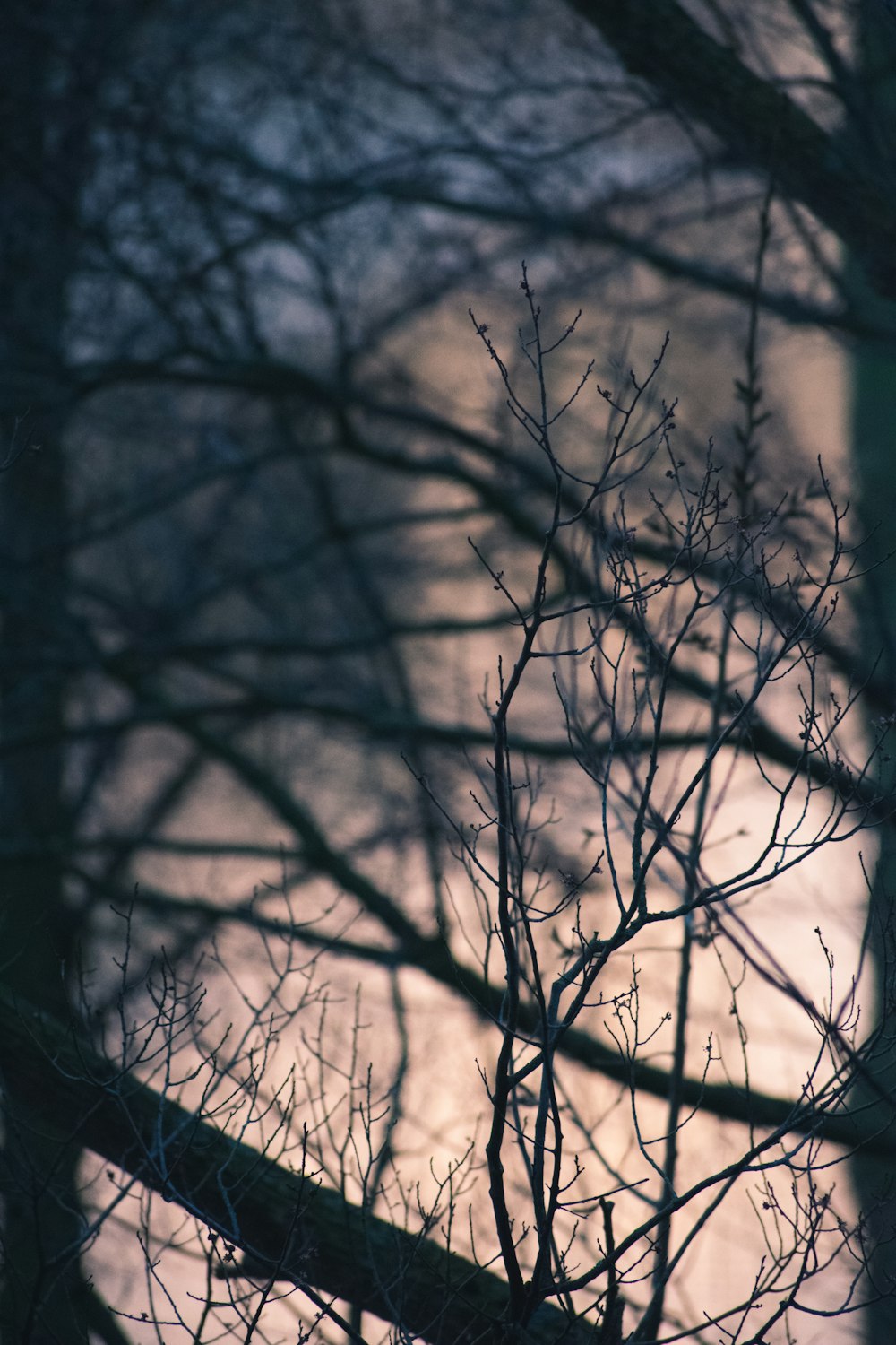 silhouette of bare tree during sunset