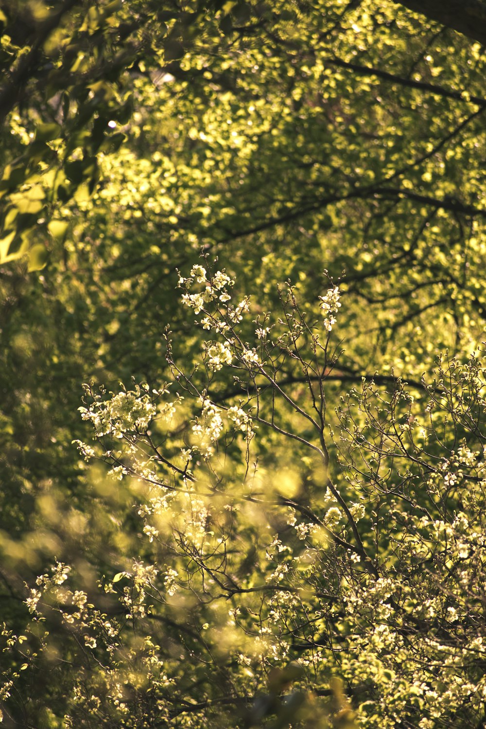 green leaf tree during daytime