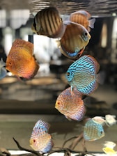 A group of vibrant tropical fish with distinctive patterns and colors, including orange, blue, and brown, swim gracefully in an aquarium. The tank is well-lit, highlighting the fish's intricate designs amid a blurred background.
