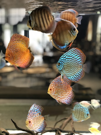 A group of vibrant tropical fish with distinctive patterns and colors, including orange, blue, and brown, swim gracefully in an aquarium. The tank is well-lit, highlighting the fish's intricate designs amid a blurred background.
