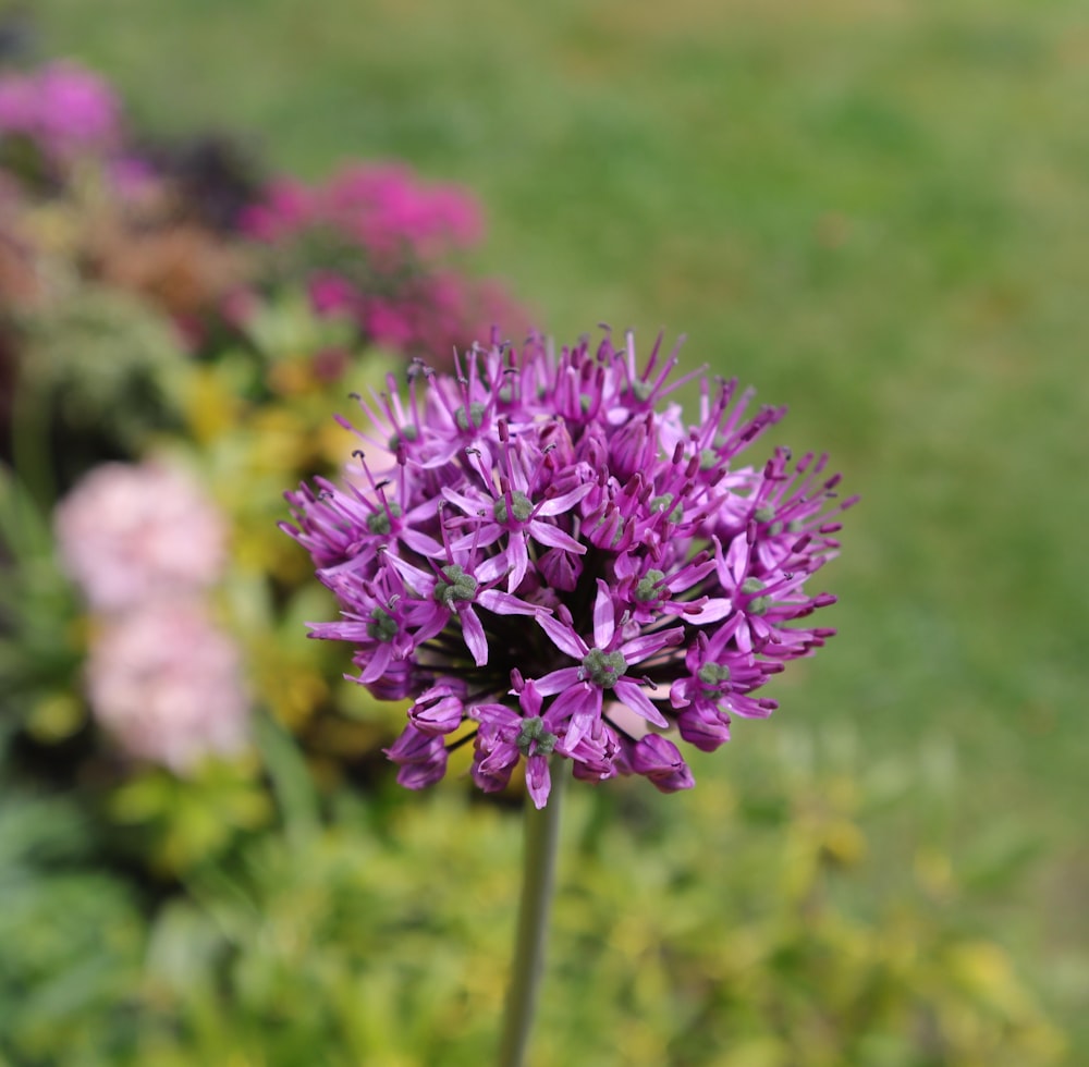 チルトシフトレンズの紫色の花