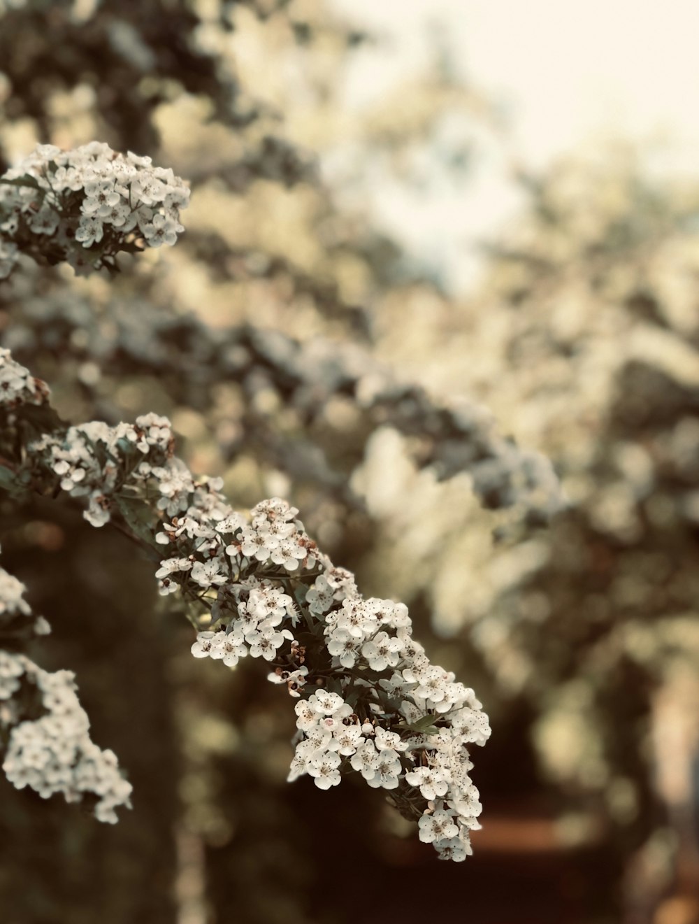 white flowers in tilt shift lens