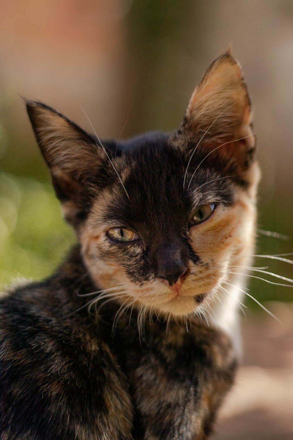 brown and black cat on green grass during daytime