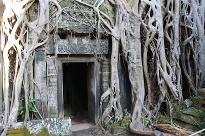 An ancient stone doorway is enveloped by large, tangled tree roots. The intricate carvings on the doorway suggest historical significance, while the roots create a dramatic, natural frame. The scene evokes a sense of mystery and timelessness.
