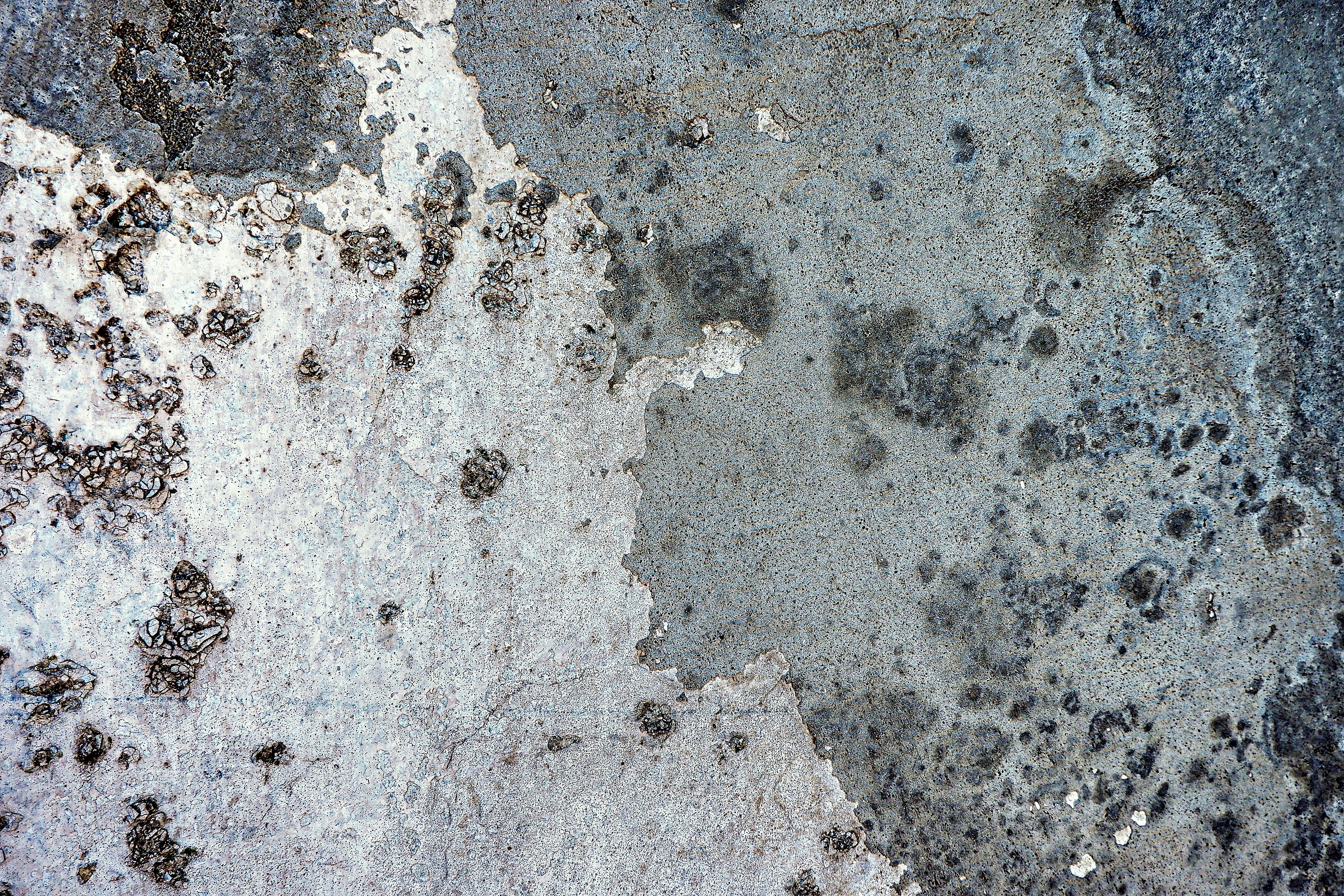 Mold Removal