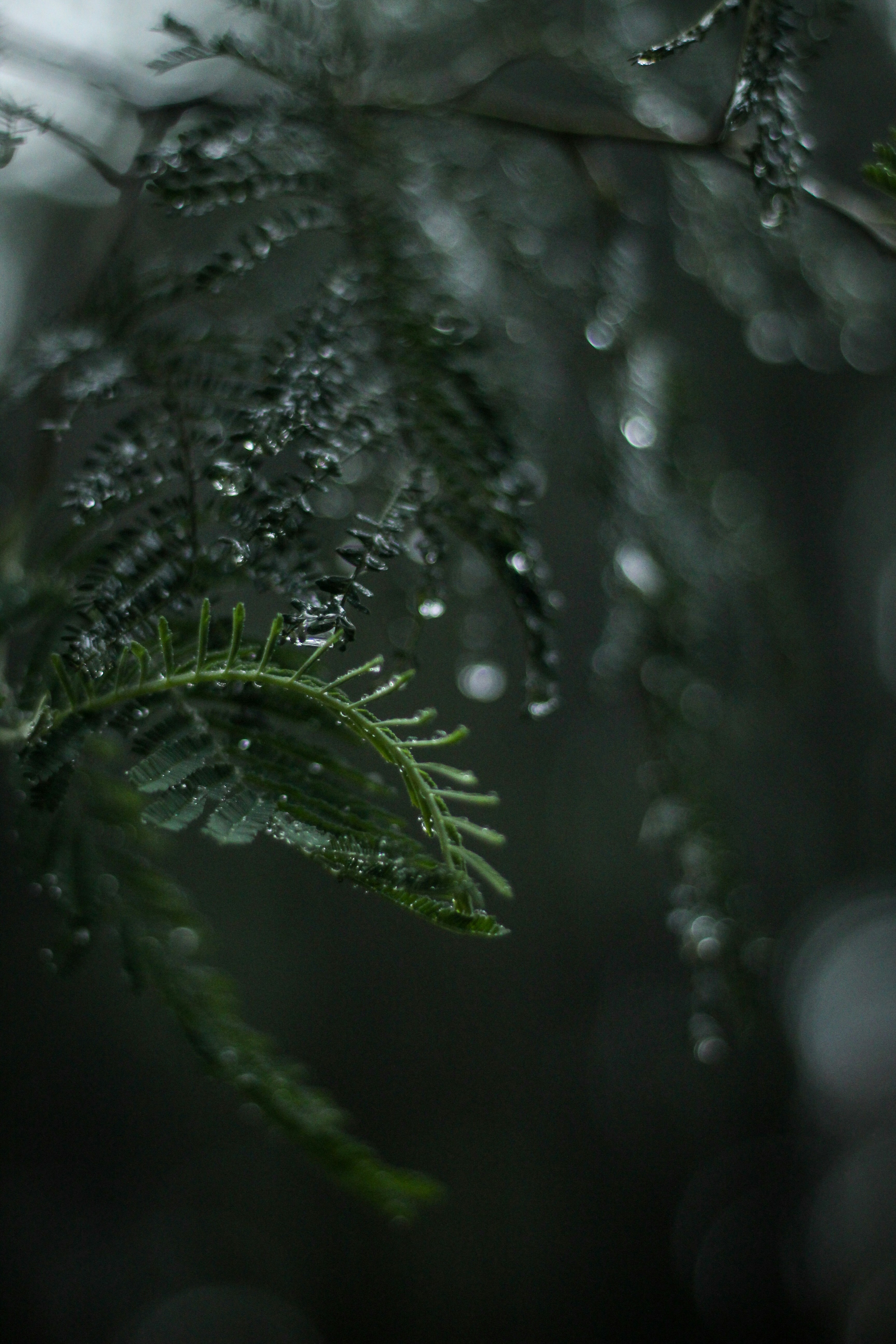 Planta de helecho verde en fotografía de primer plano