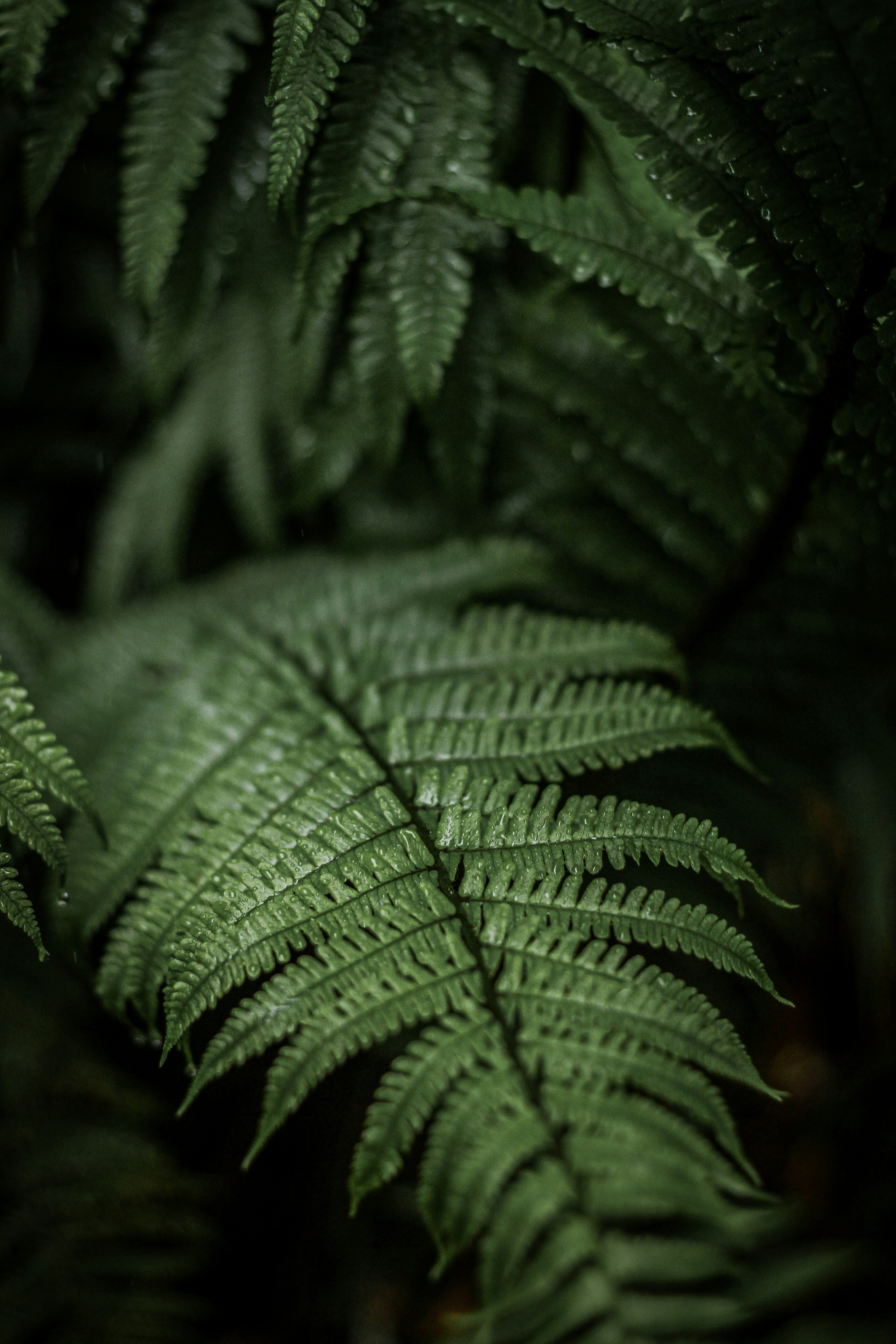 green leaf plant in close up photography
